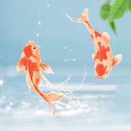 动态养鱼壁纸